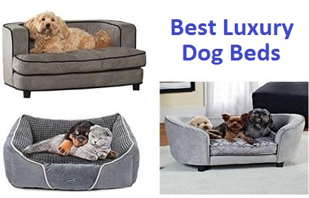 trendy dog beds