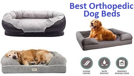 best orthopedic dog bed for large dogs