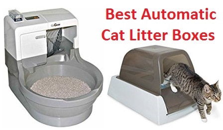 best automatic cat litter box 2018