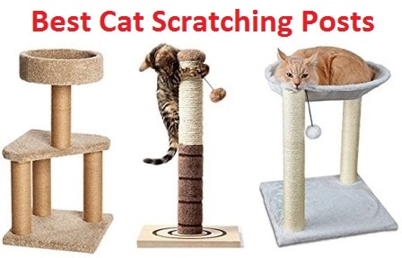 best cat scratching post
