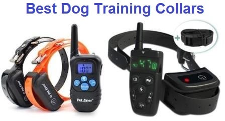 best dog training collar