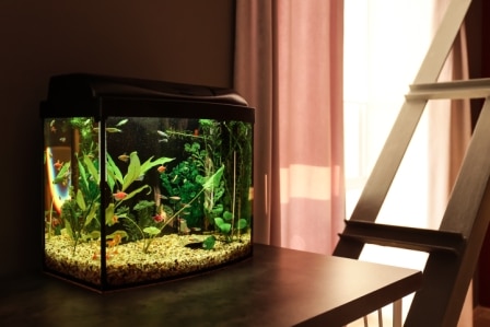 Top 15 Best Fish Tanks in 2022 - Complete Guide
